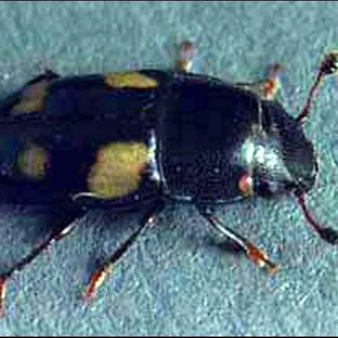 thumbnail for publication: Sap Beetles (of Florida), Nitidulidae (Insecta: Coleoptera: Nitidulidae)